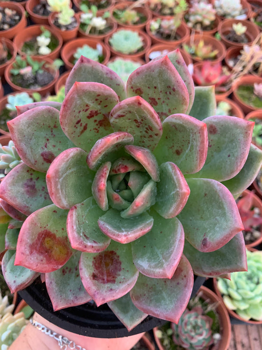Echeveria "Champagne" XXL Korean