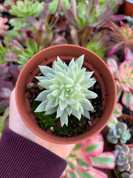 Sedeveria "Fanfare" variegada Korean