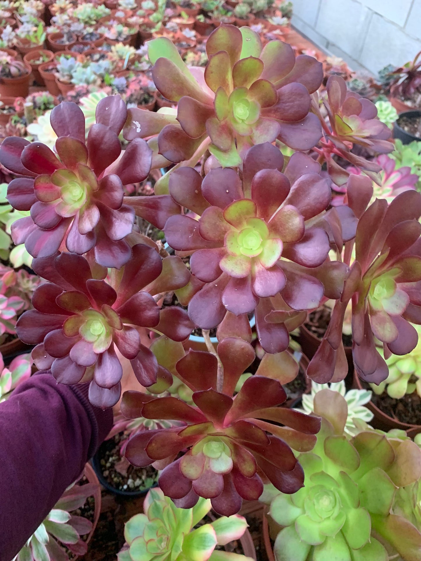 Aeonium „kilimanjaro“ bunt