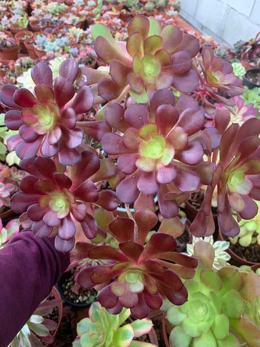 Aeonium „kilimanjaro“ bunt