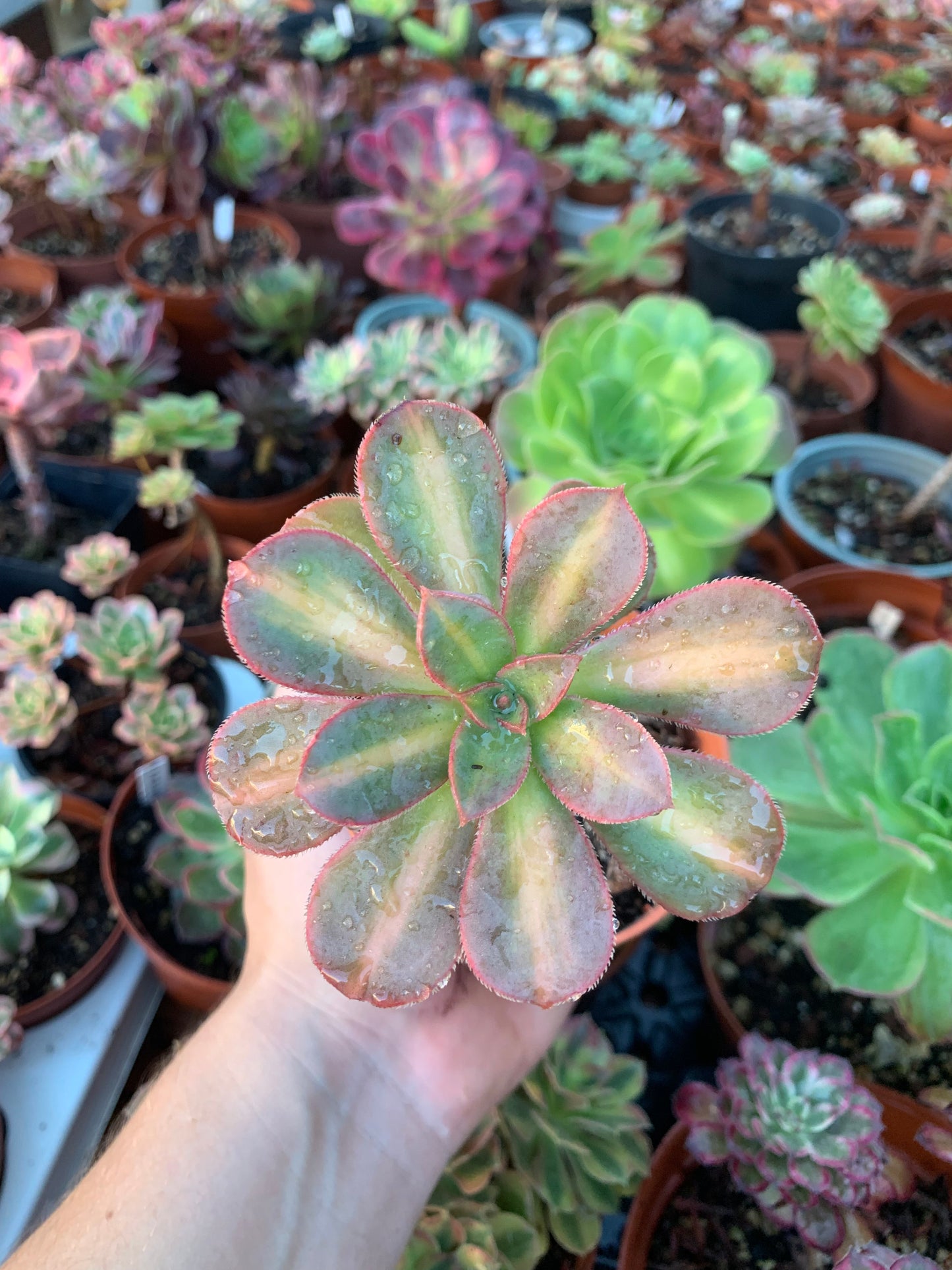 Aeonium "Macaron" variegado
