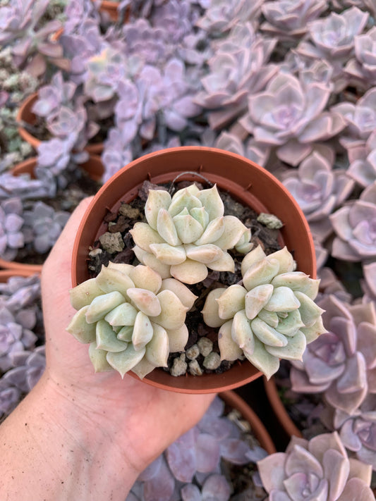 Graptopetalum superbum variegado korea