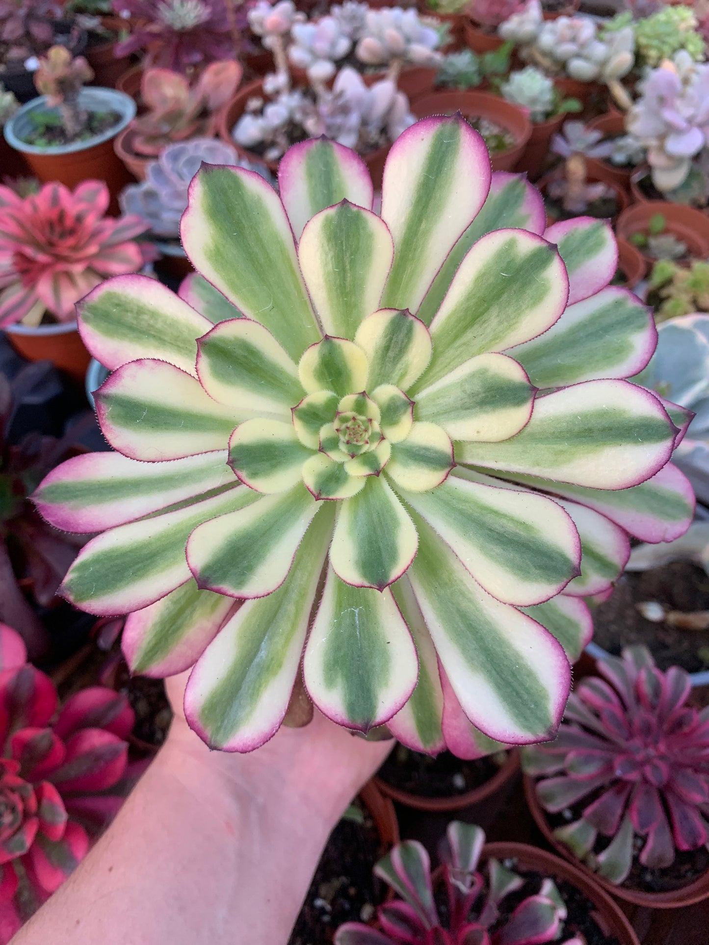 Aeonium „Venus“ bunt