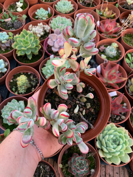 Cotyledon orbiculata ''Dinteri ''variegado Korean