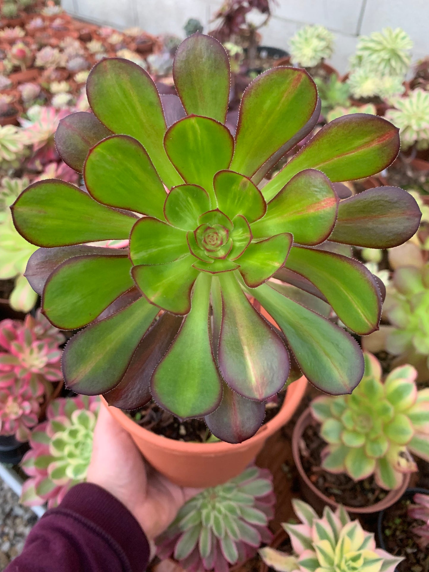 Aeonium „Chanel“ mittel bunt
