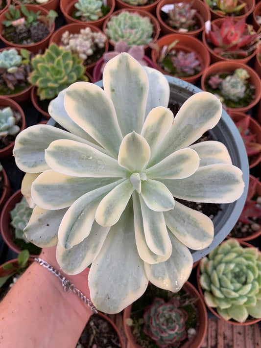 Echeveria "Japan Moon River" variegato