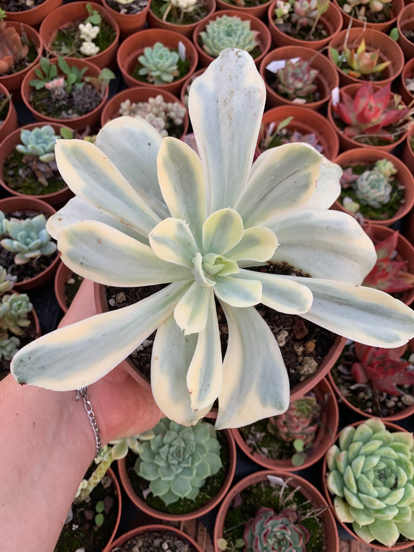 Echeveria "Japan Moon River" variegato