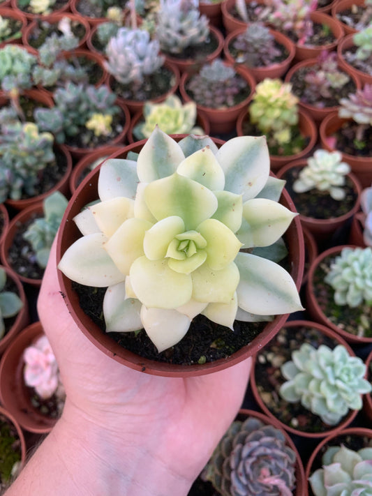 Bunte Echeveria „Viyant“ (E. laui x E. cuspidata zaragozae) Koreanisch