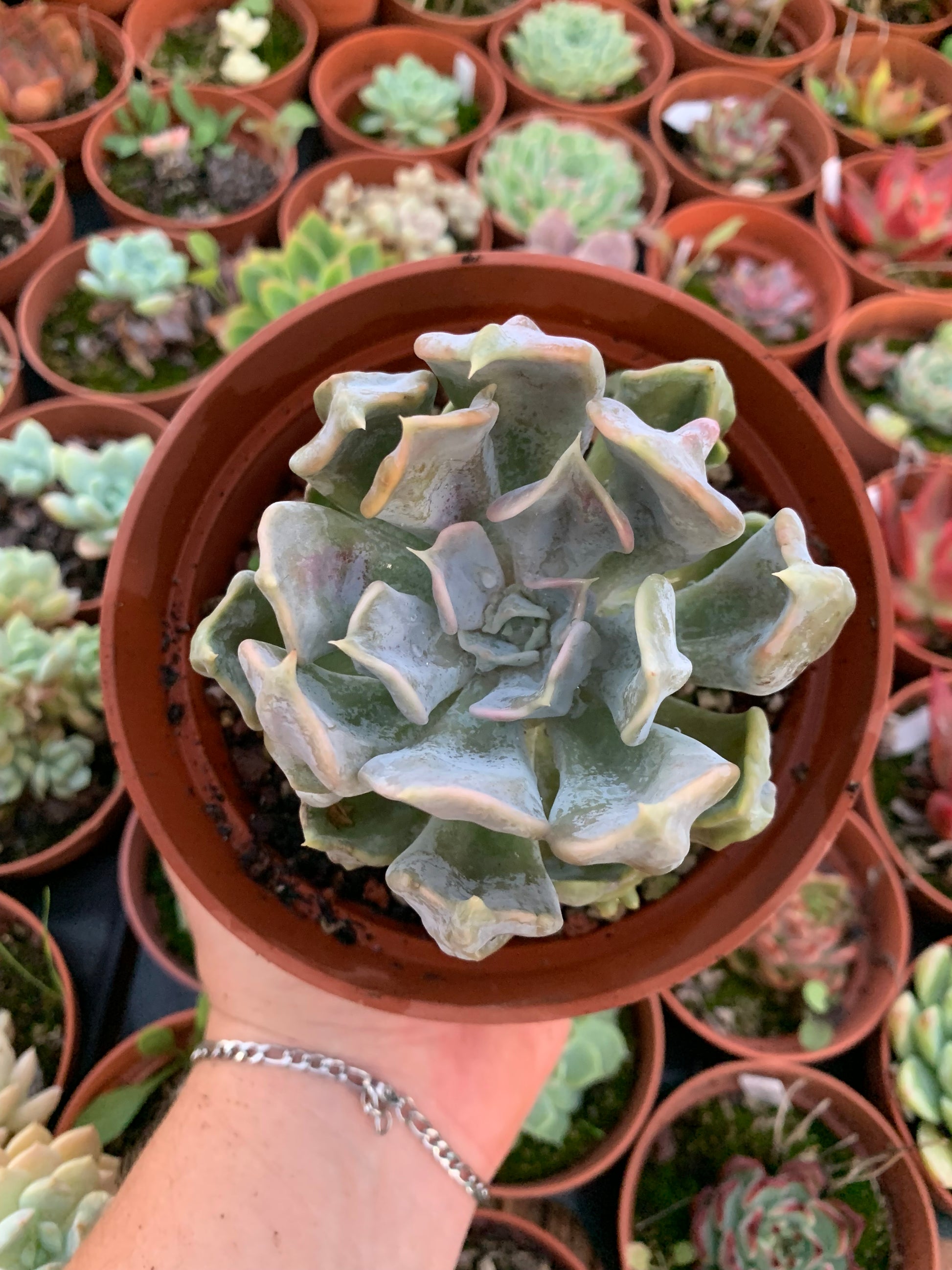 thriller succulents Echeveria "Thriller Pearl" – Succulovers