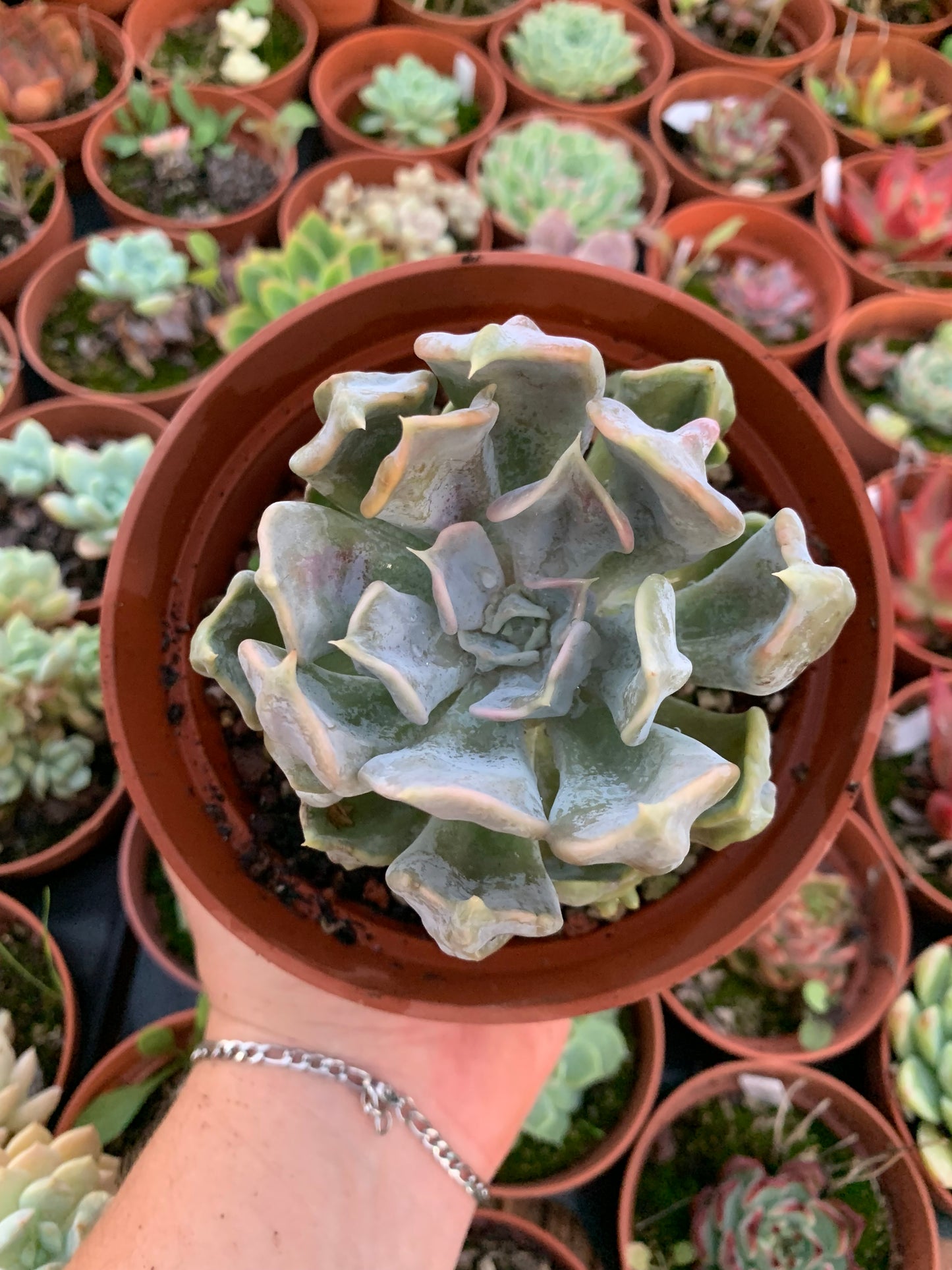 Echeveria "Thriller Pearl"