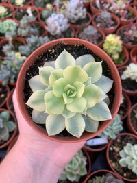 Echeveria "Cuspidata" Variegada Korea