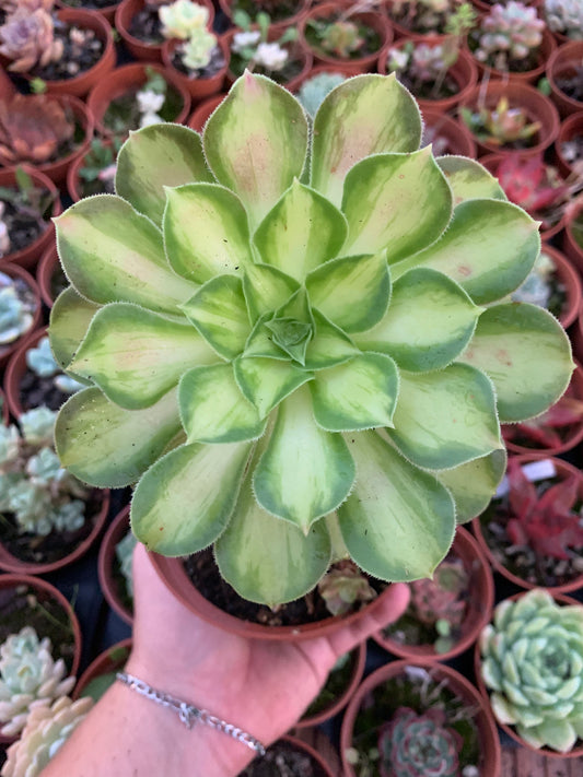 Aeonium "ShaoHua" variegad