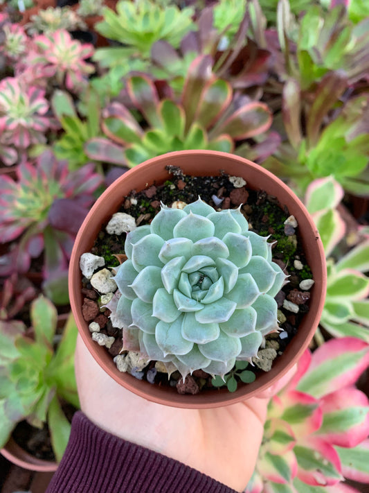 Aeonium "Chanel" variegado
