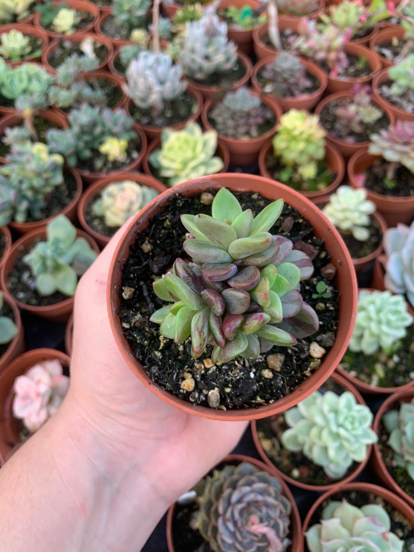 Variegated Echeveria "Blue Metal"