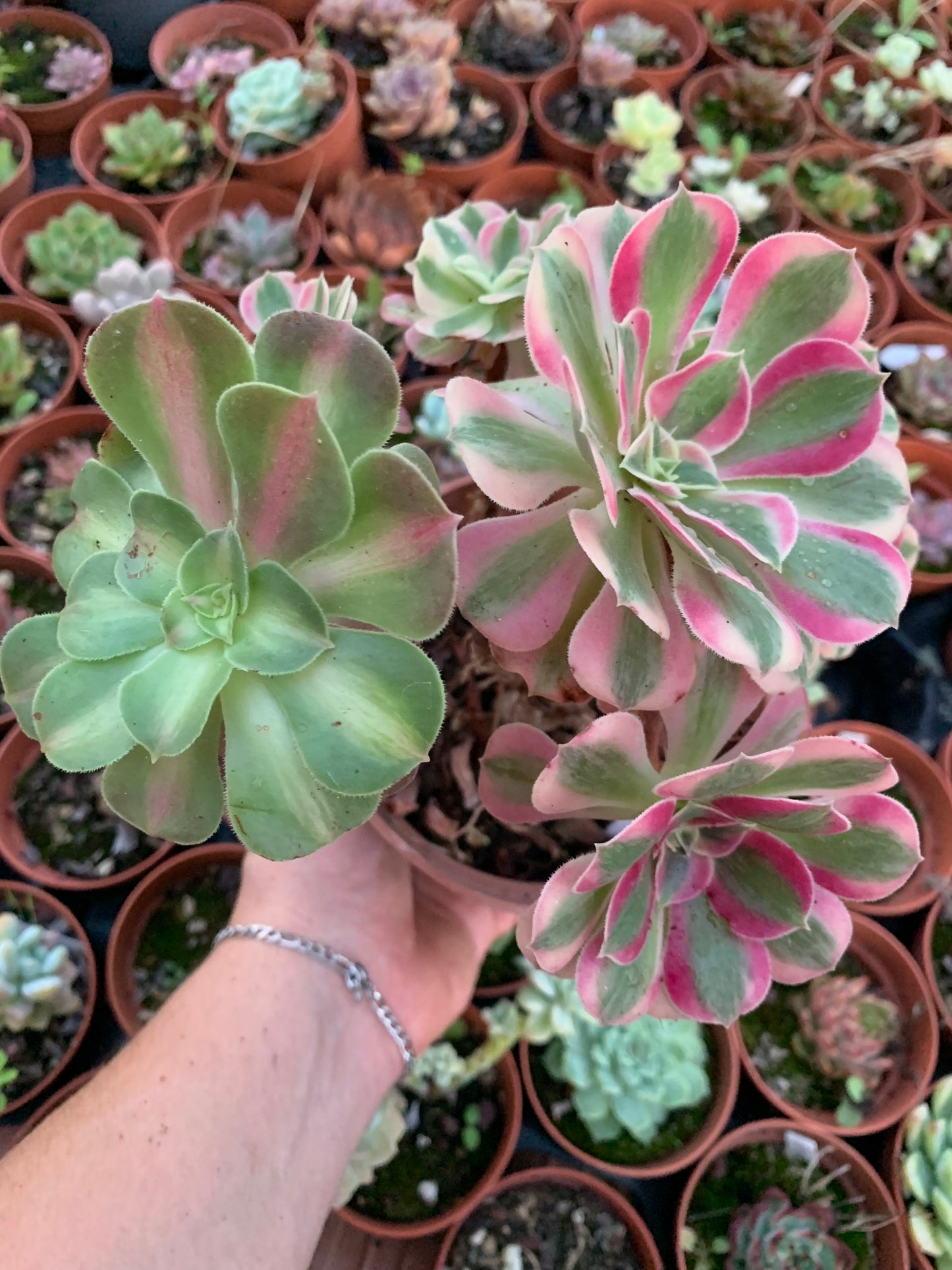 Aeonium "Pink Witch" cluster variegado