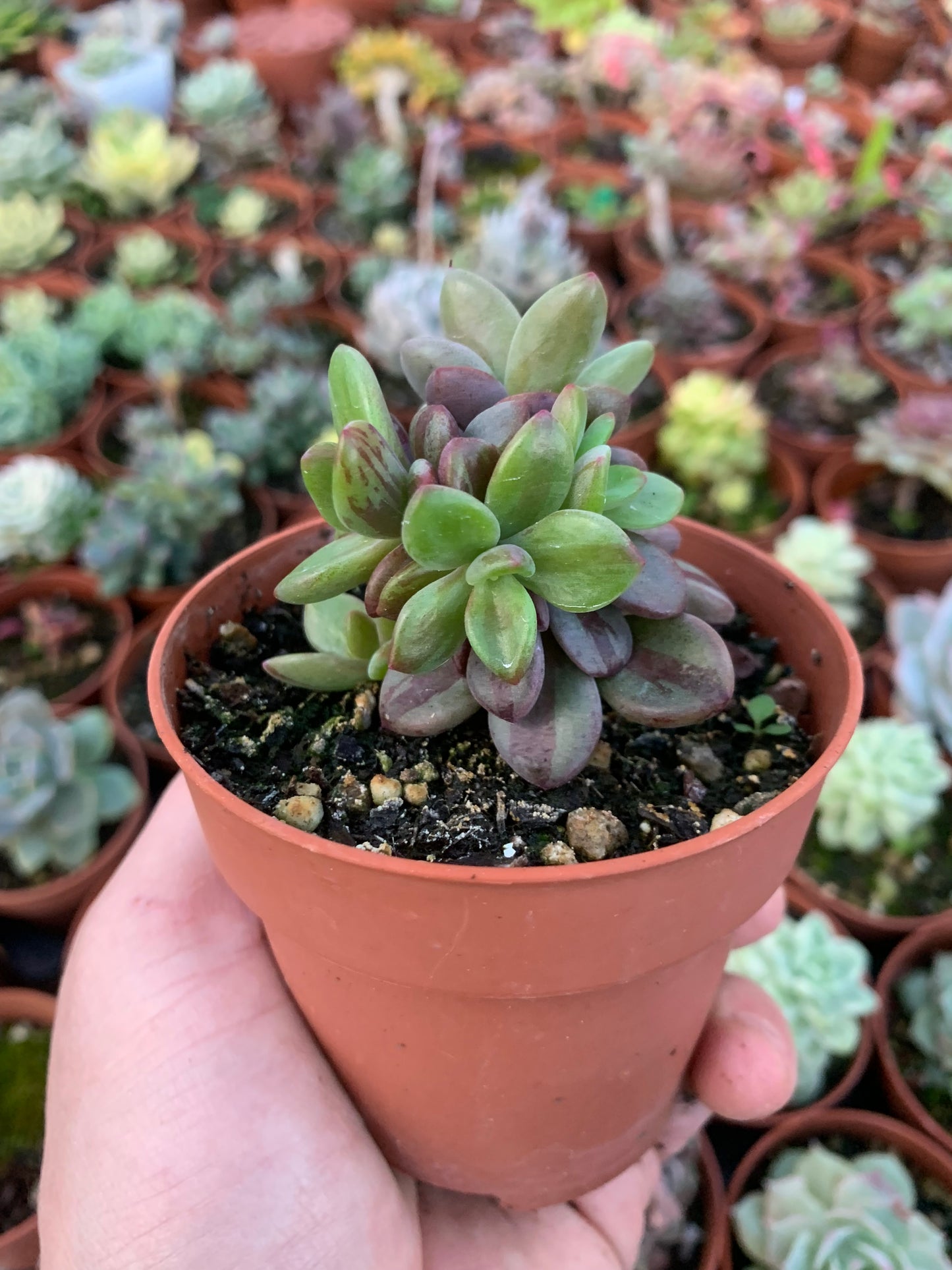 Variegated Echeveria "Blue Metal"