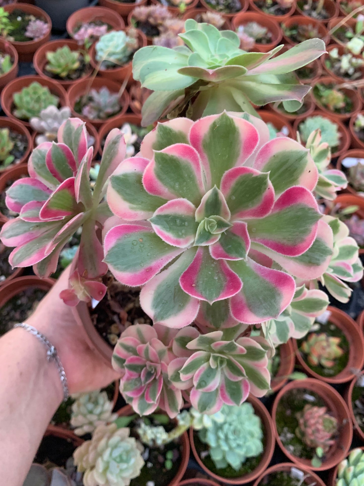 Aeonium "Pink Witch" cluster variegado