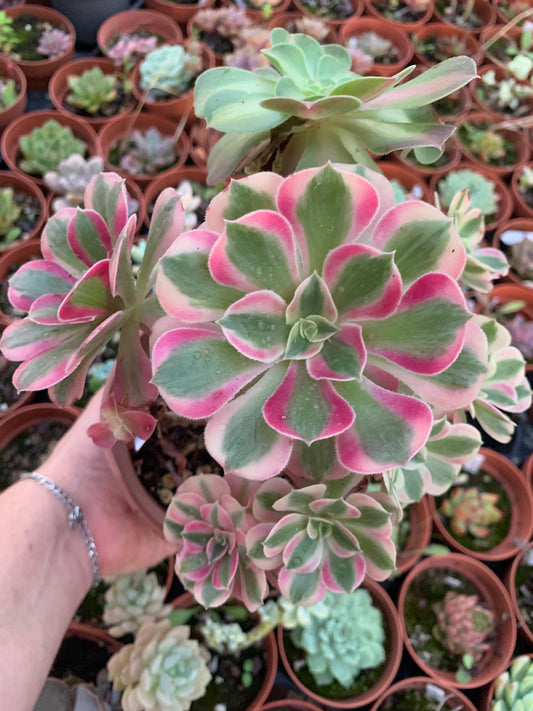 Aeonium "Pink Witch" cluster variegado