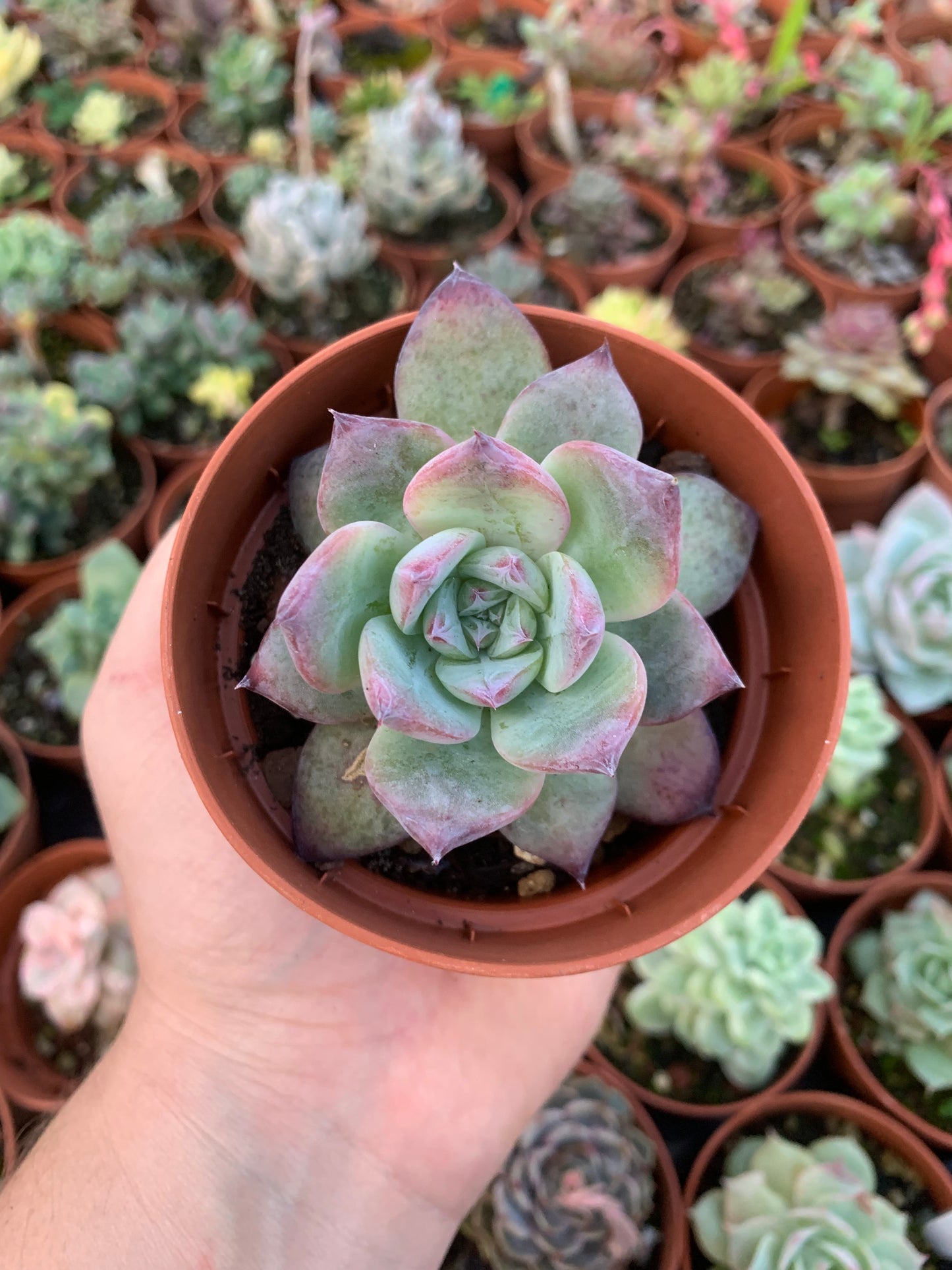 Echeveria "Black Sabbath" Korean