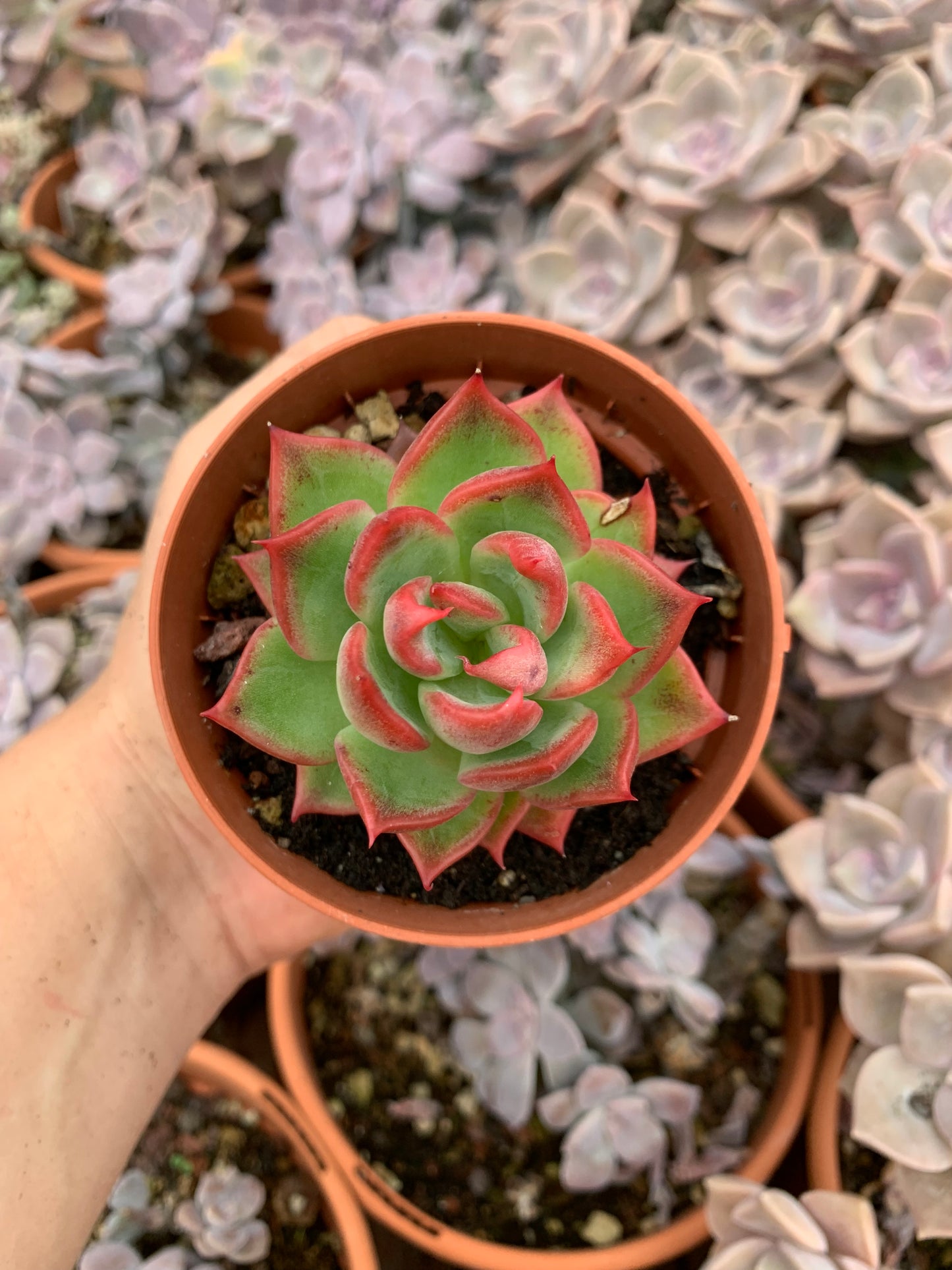 Echeveria "Blood Warbler"