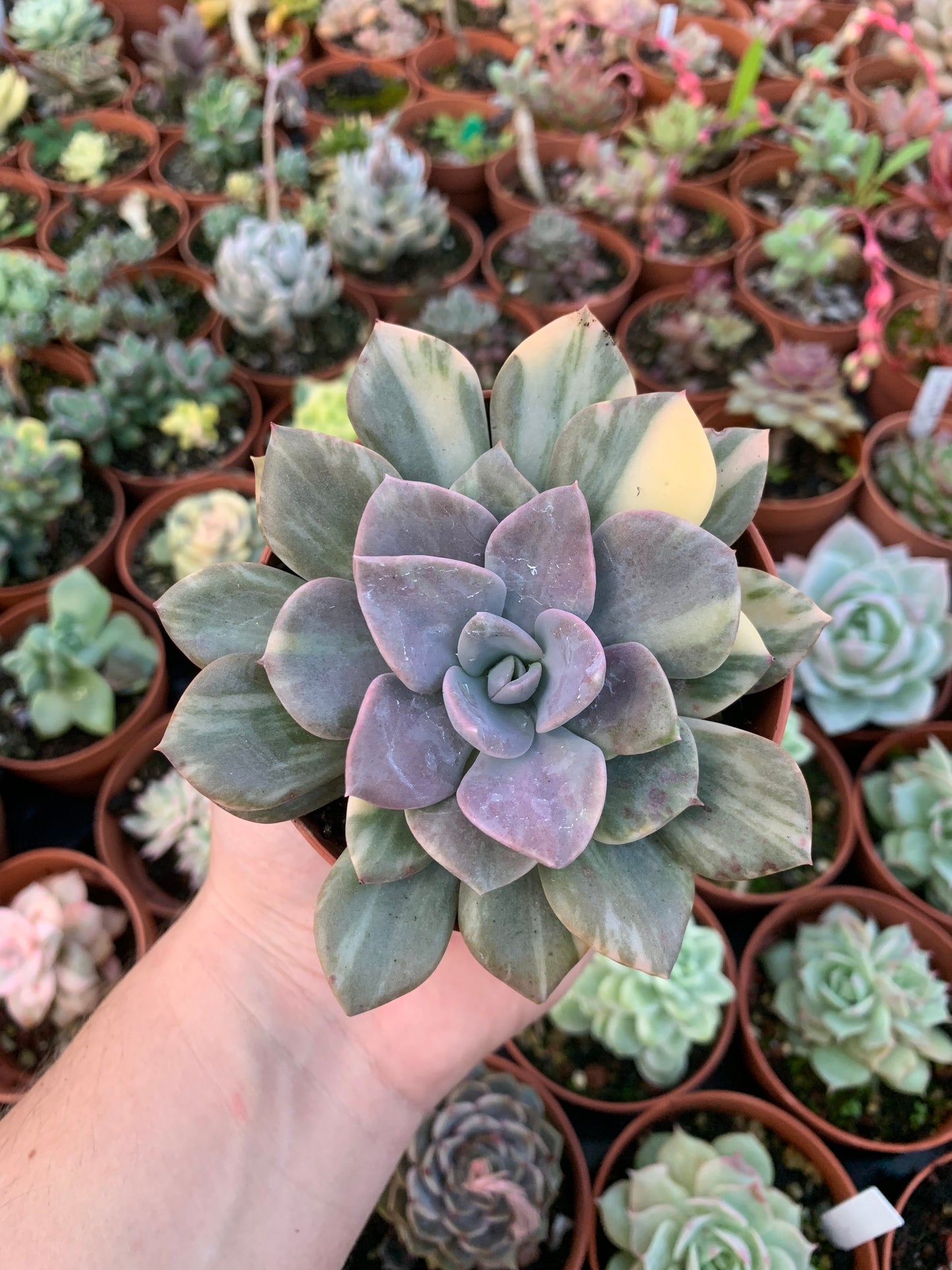 Graptoveria Variegata "Debbi"