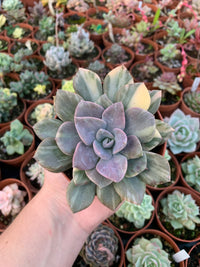 Graptoveria Variegata "Debbi"