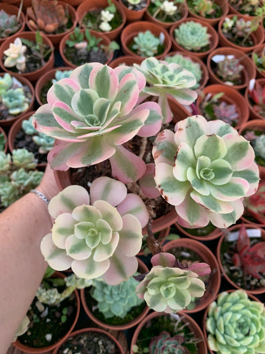 Aeonium "Pink Witch" cluster variegado