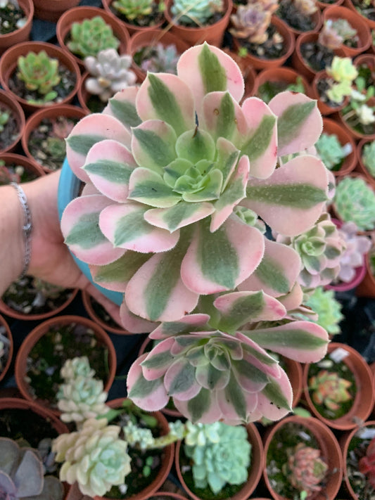 Aeonium "Pink Witch" cluster variegado