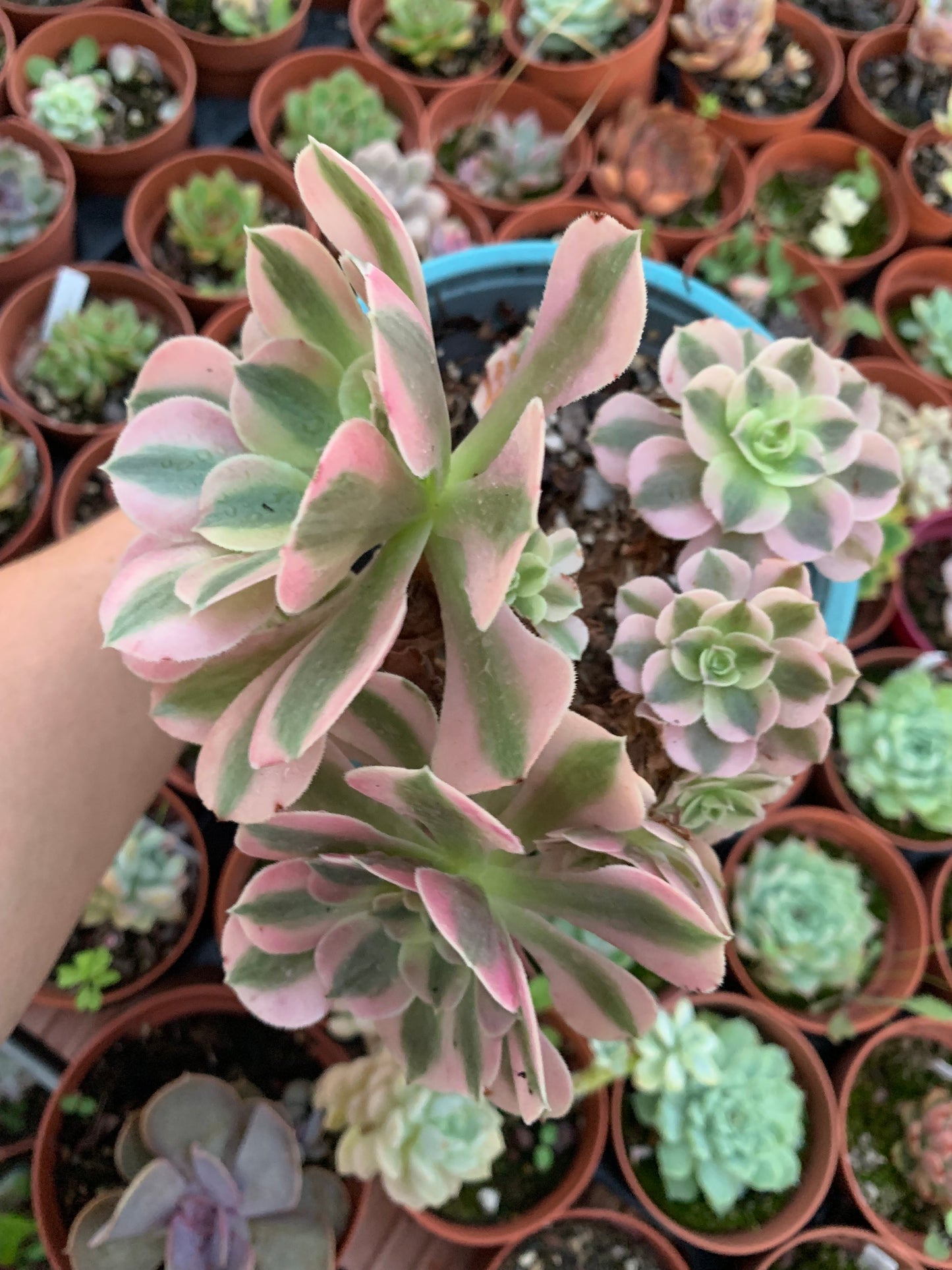 Aeonium "Pink Witch" cluster variegado