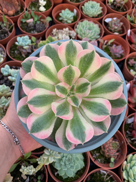 Aeonium "Pink Witch" variegado