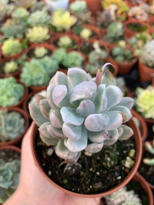 Echeveria "Mebina" buntes Koreanisch
