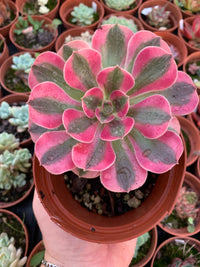 Aeonium "Pink Witch" variegado