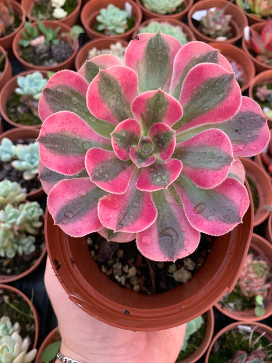 Aeonium "Pink Witch" variegado