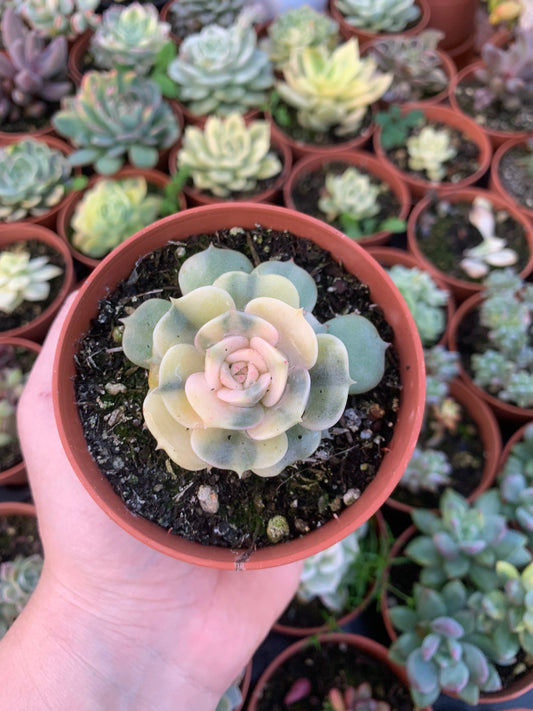 Echeveria "Lola" variegated