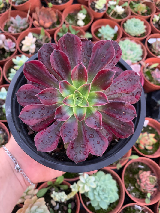 Aeonium "cornish rose" cv anna  variegado