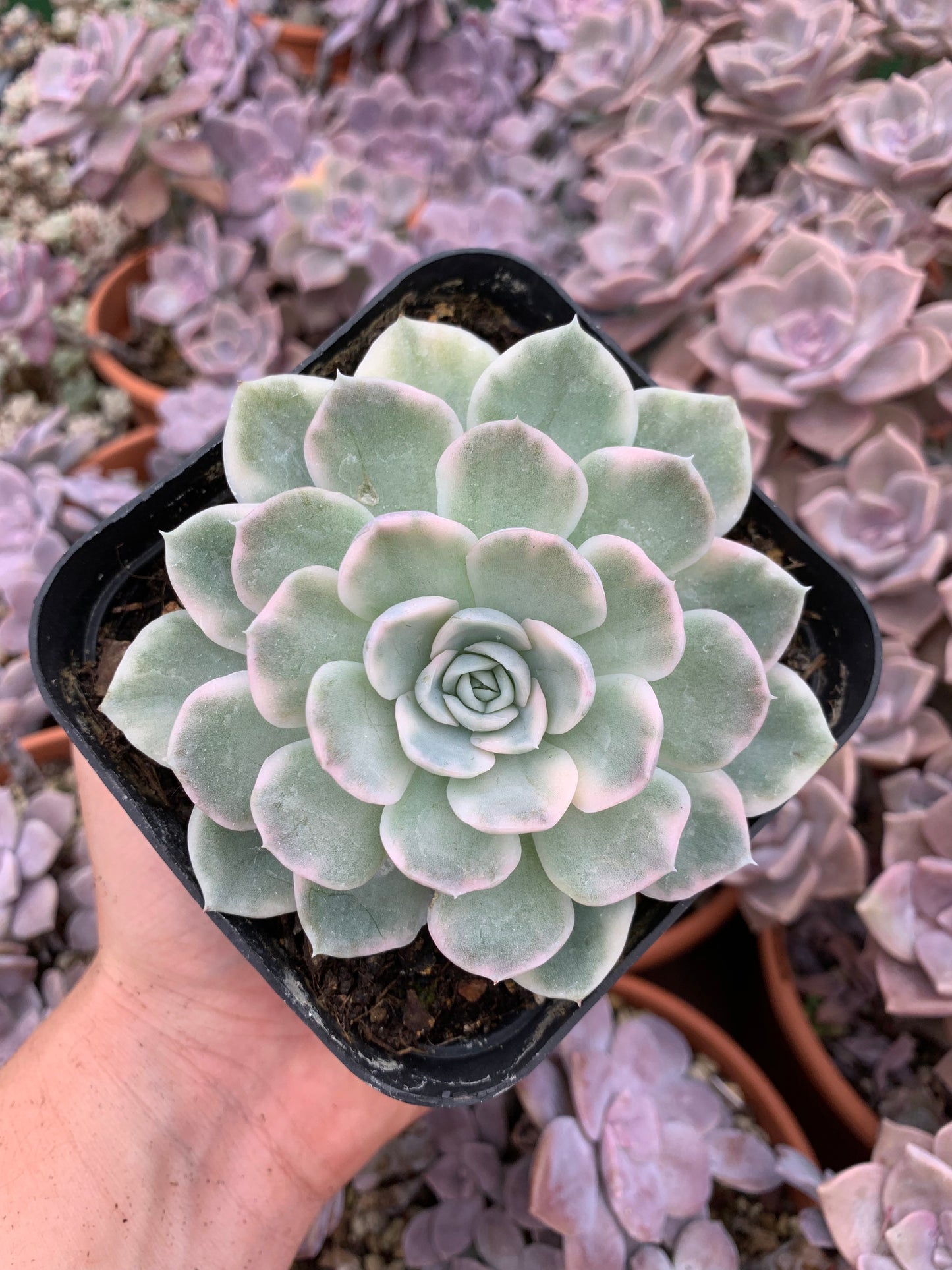 Echeveria „Mexikanischer Schneeball“ bunt koreanisch
