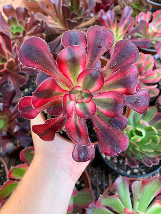 Aeonium "Chanel" variegado