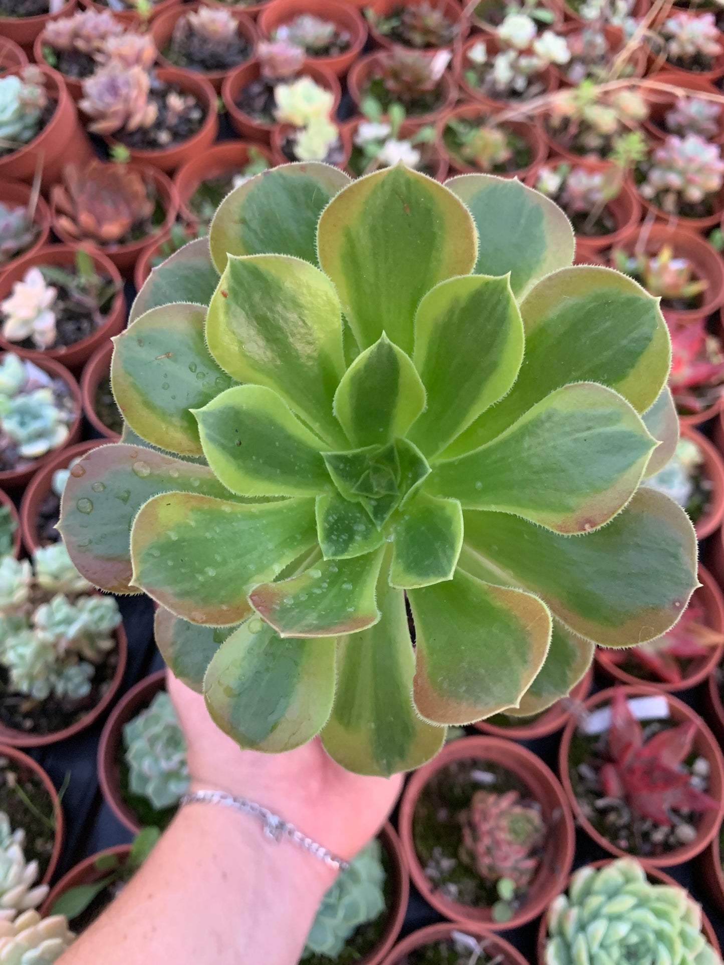 Aeonium "Green lemon" variegado