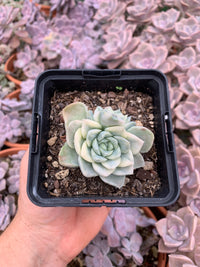 Echeveria ''Anna Geum'' variegada
