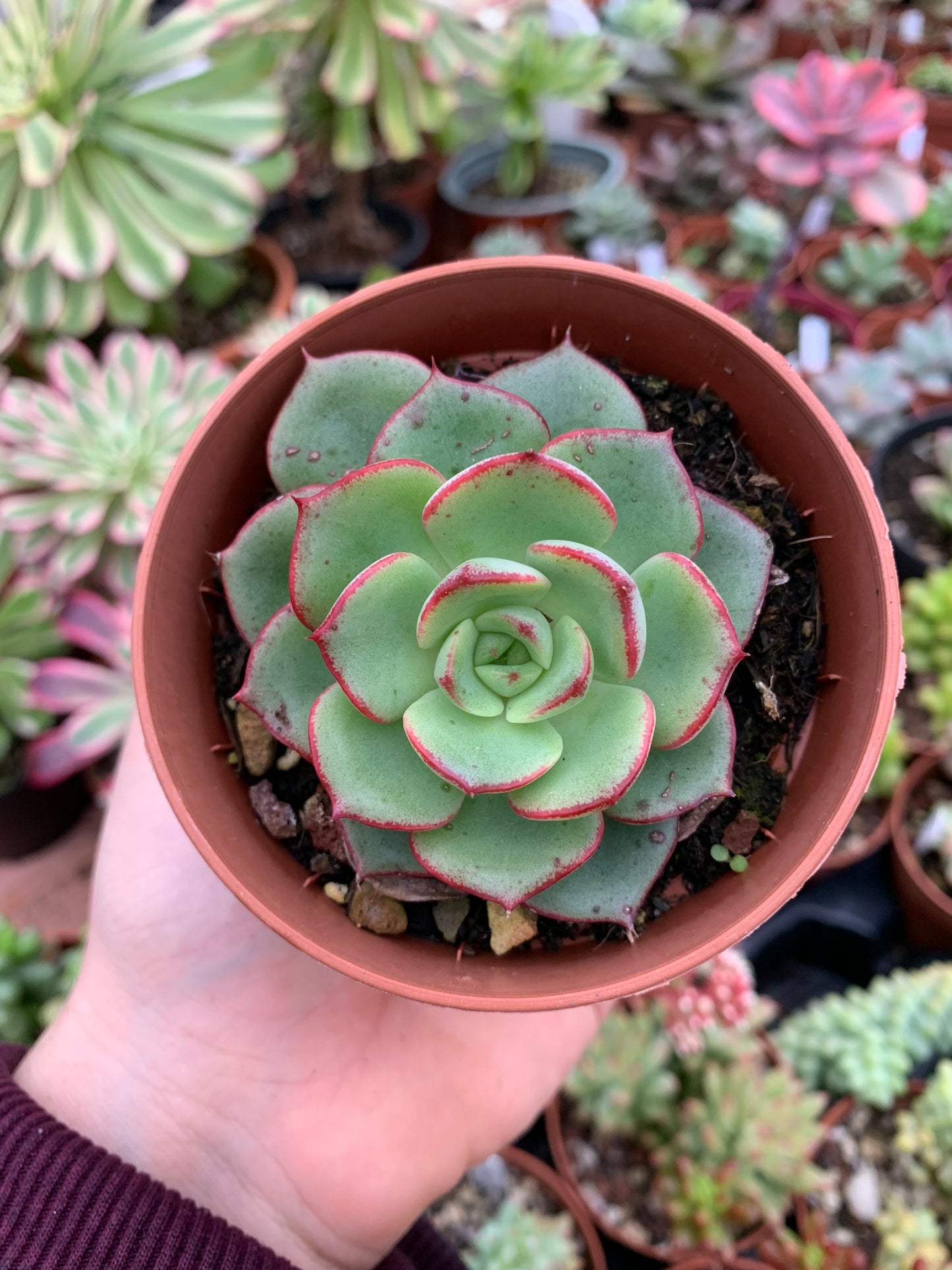 Echeveria "Rosa Nera"