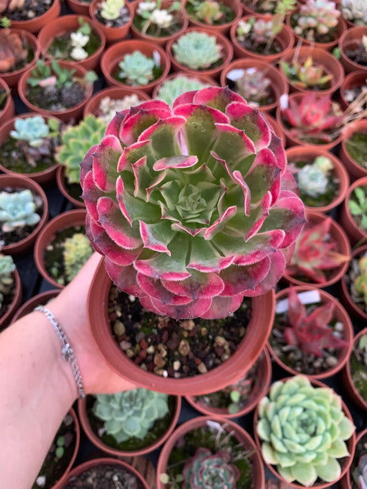 Aeonium "Zwartkin" variegado