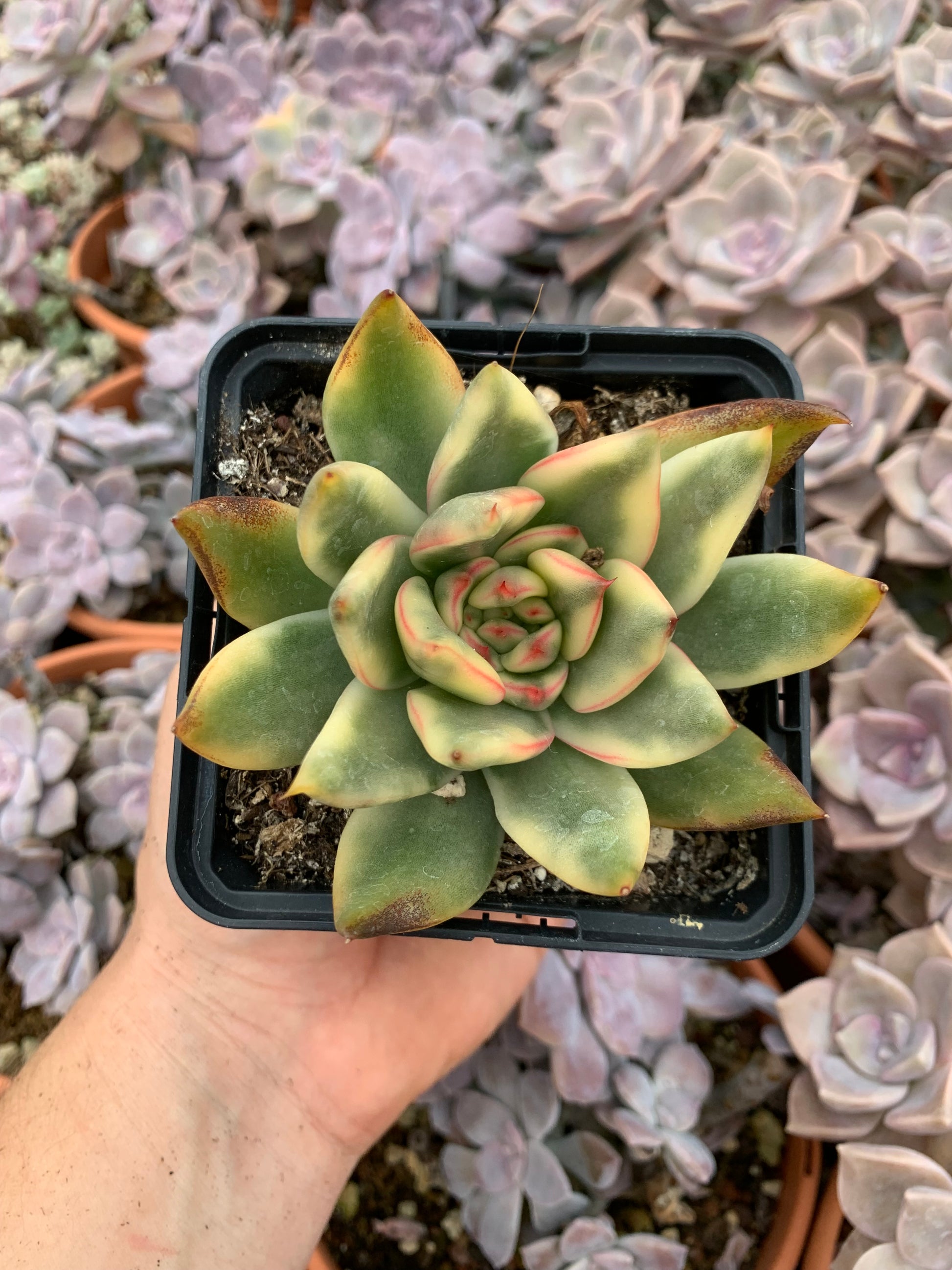esther succulent Echeveria "Esther" variegated Korean – Succulovers