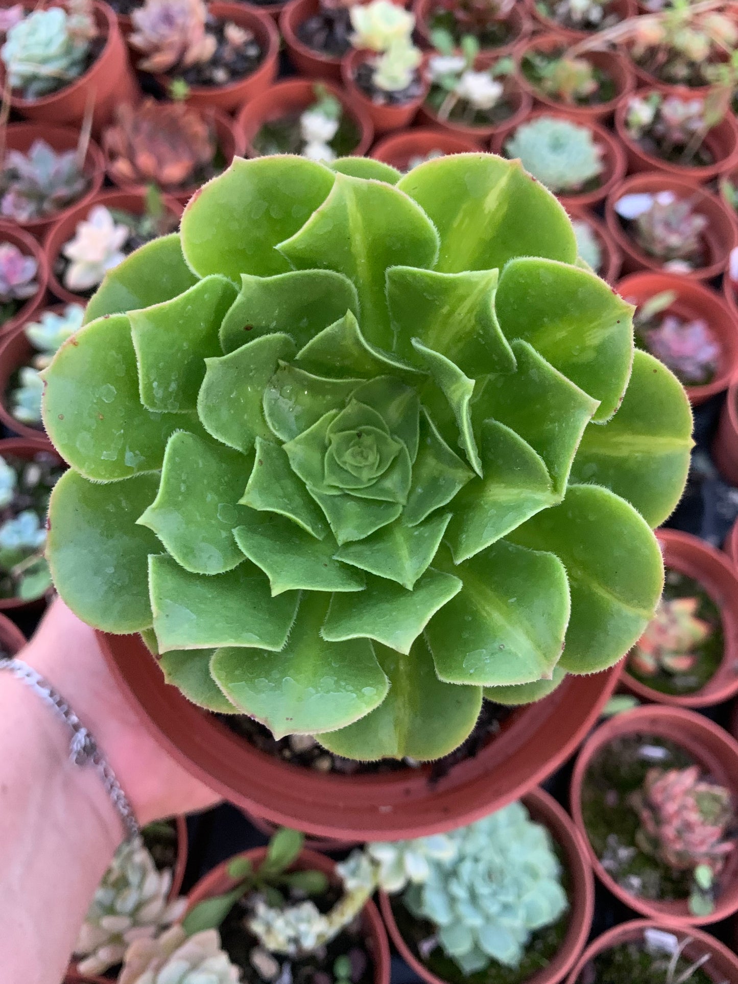 Aeonium "Sunkiss" variegado