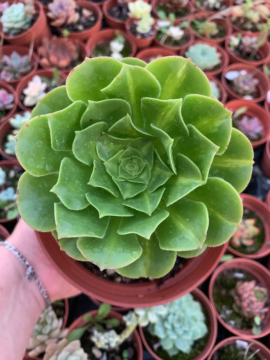 Aeonium "Sunkiss" variegado