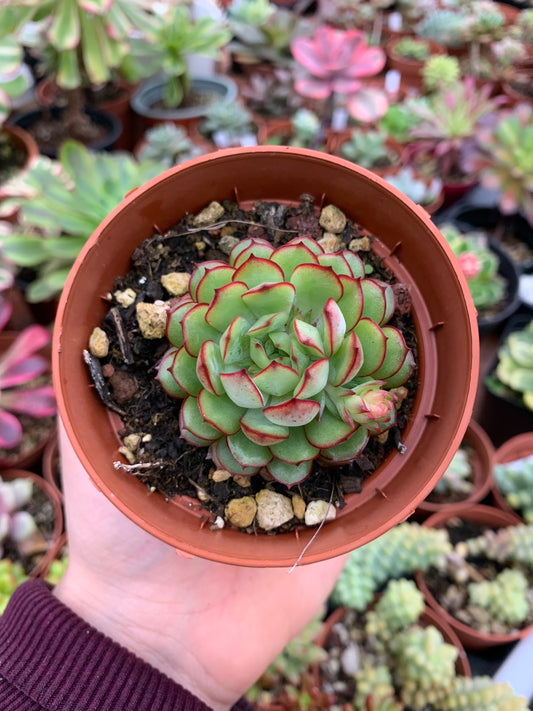 Echeveria "Bacio"