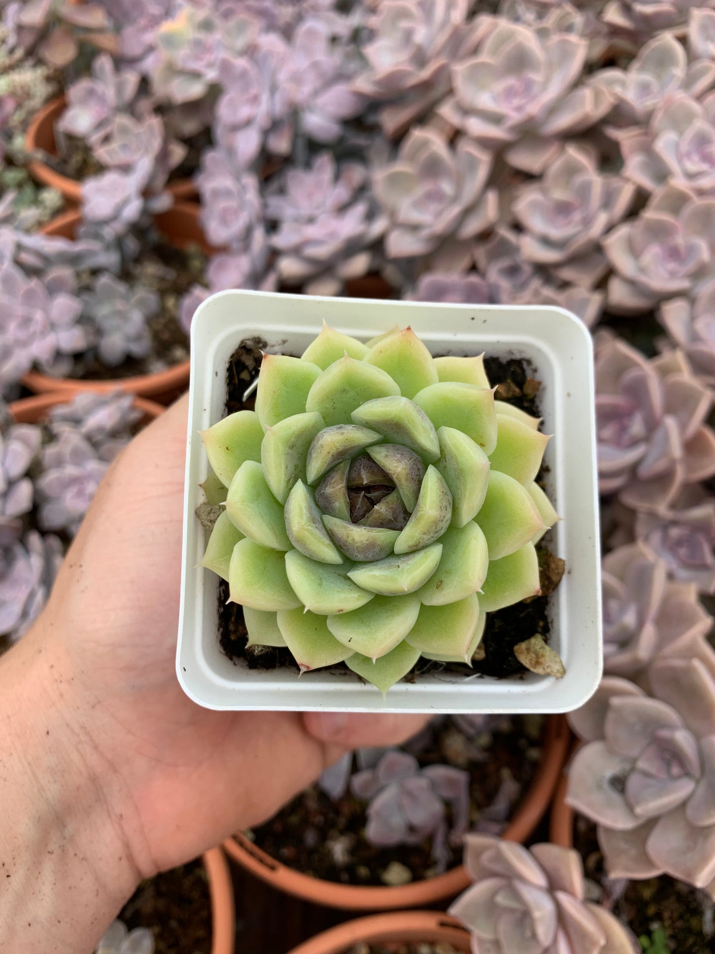 Echeveria "Velluto Cuore di Zucchero"