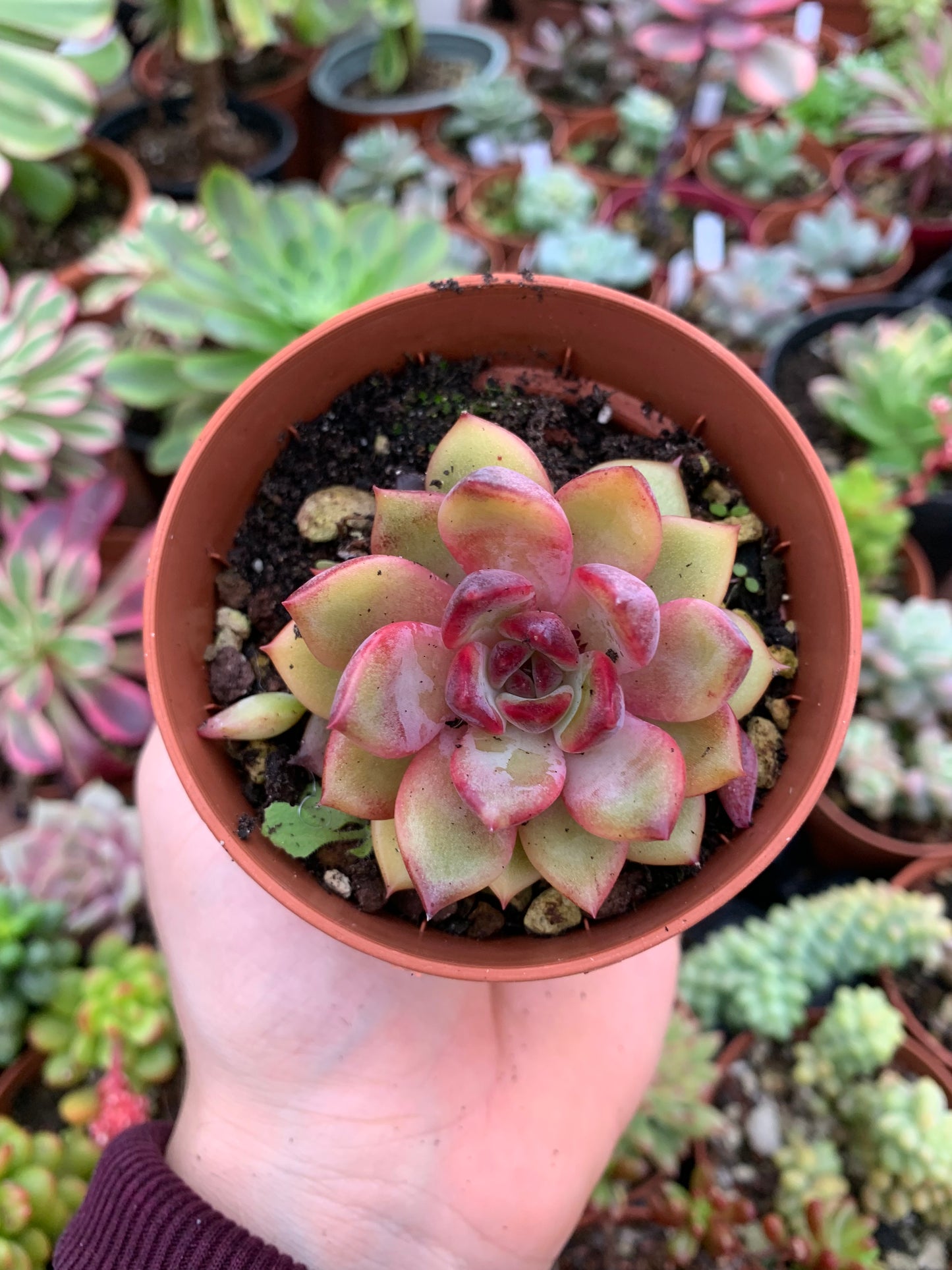 Echeveria  "Ziwei"