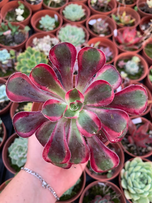 Aeonium "Chanel" variegado