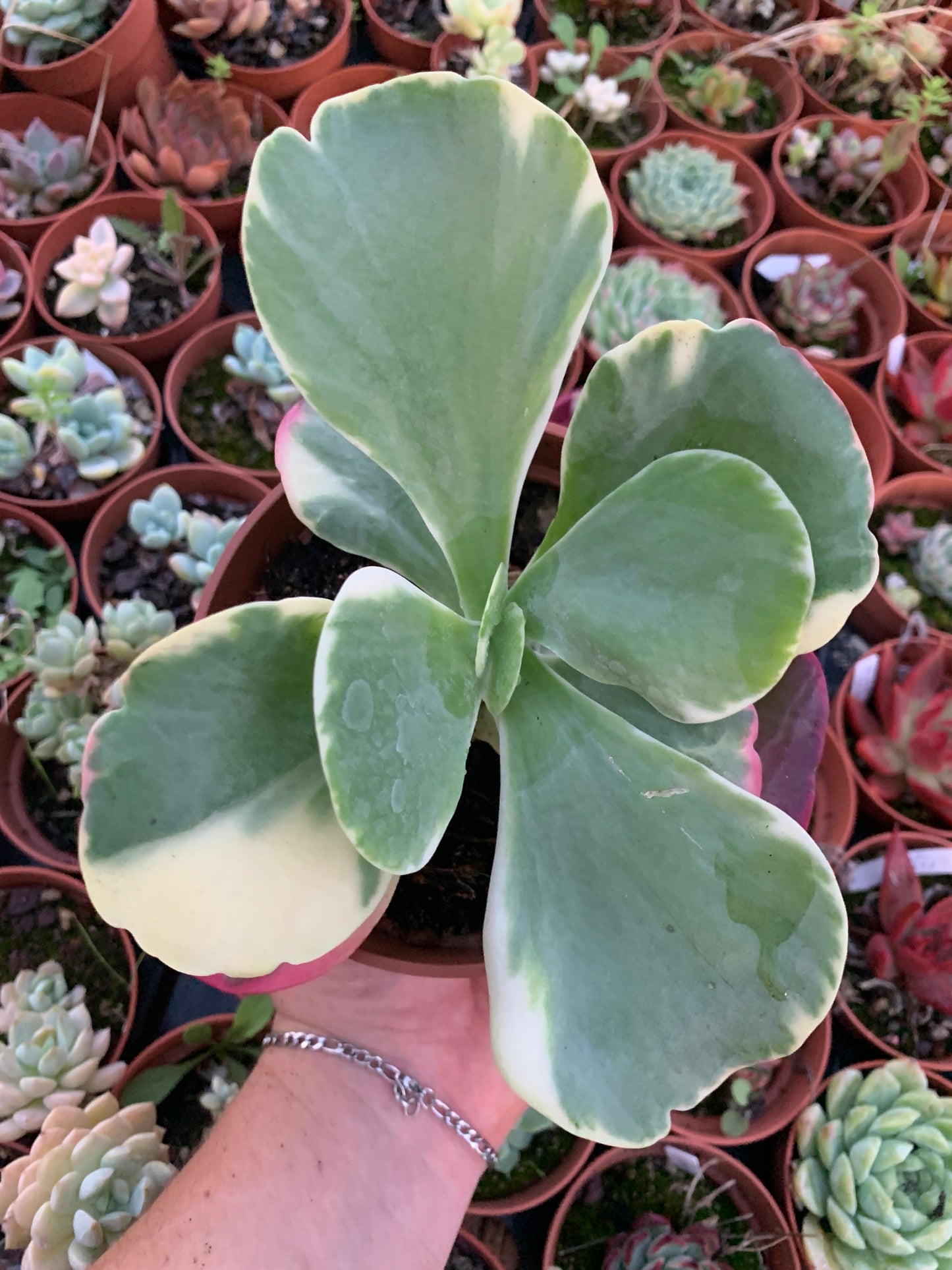 Kalanchoe ''thyrsiflora'' variegata