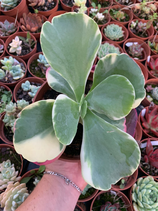 Kalanchoe ''thyrsiflora'' variegata